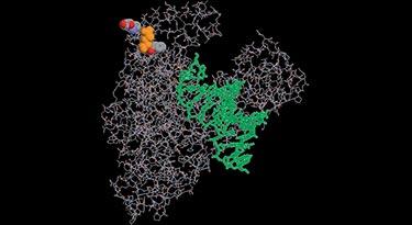 Location of the mutagenized codons in Klentaq.